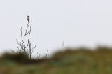 20180415_Oostelijke Blonde Tapuit_Texel_01